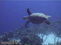 scuba diving photo