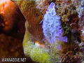 scuba diving photo