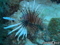 scuba diving photo