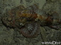 scuba diving photo