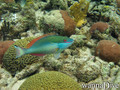 scuba diving photo