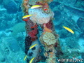 scuba diving photo