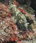 scuba diving photo
