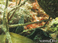 scuba diving photo
