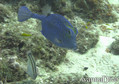 scuba diving photo