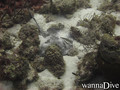 scuba diving photo