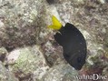 scuba diving photo