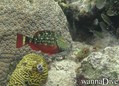 scuba diving photo
