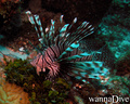 scuba diving photo