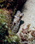 scuba diving photo