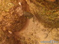 scuba diving photo