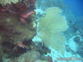 scuba diving photo