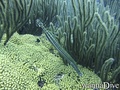 scuba diving photo