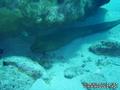 scuba diving photo