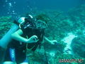scuba diving photo