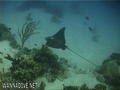 scuba diving photo