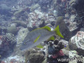 scuba diving photo