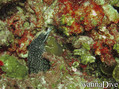 scuba diving photo