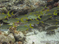 scuba diving photo