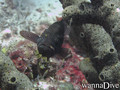scuba diving photo