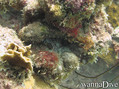 scuba diving photo