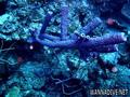 scuba diving photo