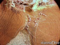 scuba diving photo