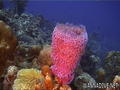 scuba diving photo