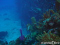 scuba diving photo