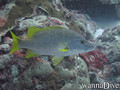 scuba diving photo