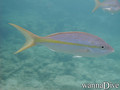 scuba diving photo
