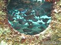 scuba diving photo