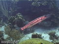 scuba diving photo