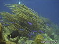scuba diving photo