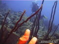 scuba diving photo