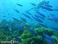 scuba diving photo