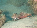 scuba diving photo