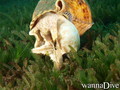 scuba diving photo