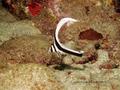 scuba diving photo
