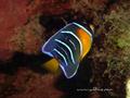 scuba diving photo