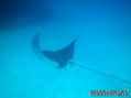 scuba diving photo