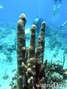 scuba diving photo