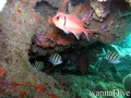 scuba diving photo