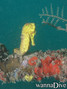 scuba diving photo
