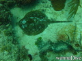 scuba diving photo