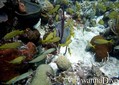 scuba diving photo
