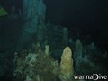 scuba diving photo