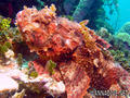scuba diving photo