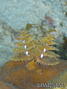 scuba diving photo