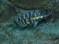 scuba diving photo